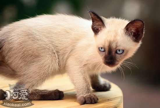 暹羅貓怎么繁殖 暹羅貓繁殖流程