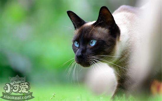 怎么預防暹羅貓流產(chǎn) 暹羅貓流產(chǎn)預防方法