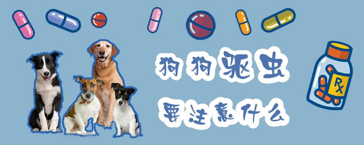 狗狗驅(qū)蟲要注意什么