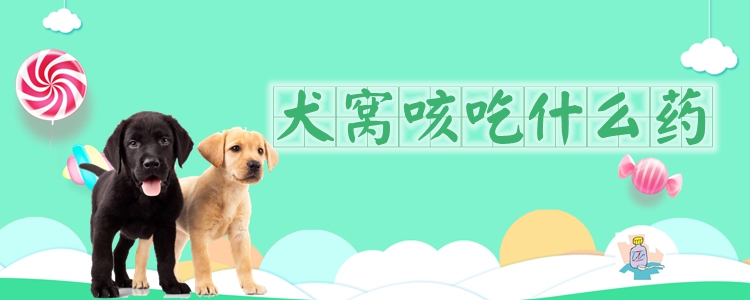 犬窩咳吃什么藥