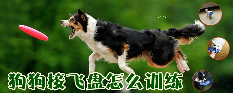 狗接飛盤怎么訓(xùn)練