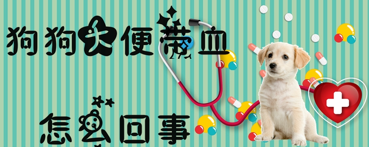 狗狗大便帶血是怎么回事