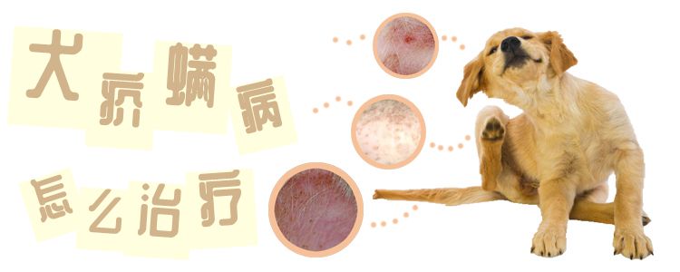 犬疥螨病怎么治療