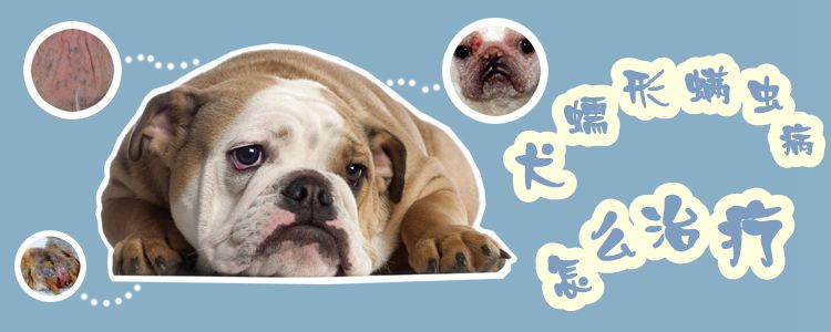 犬蠕形螨病怎么治療