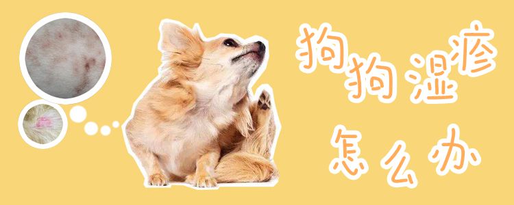 狗狗濕疹怎么辦