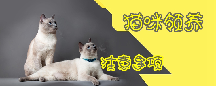 領(lǐng)養(yǎng)貓咪注意事項(xiàng)