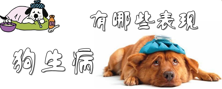 狗生病有哪些表現(xiàn)