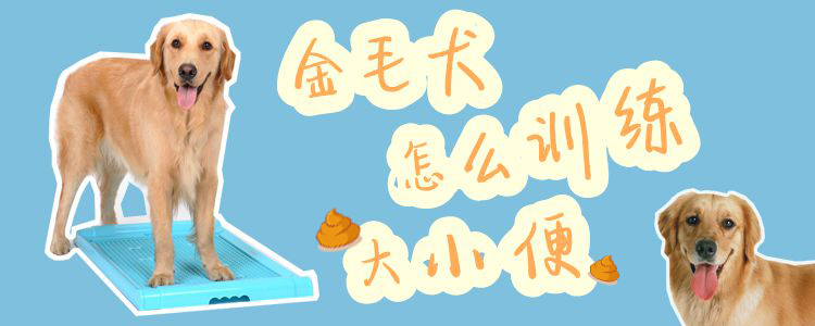 金毛犬怎么訓(xùn)練上廁所
