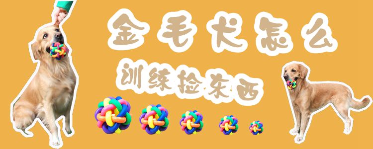 金毛狗怎么訓(xùn)練撿東西1