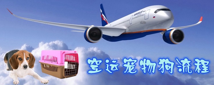 空運(yùn)寵物狗流程