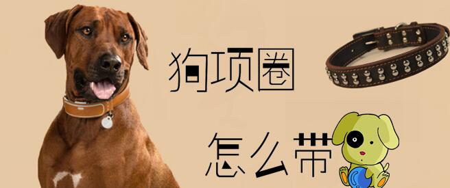 狗項(xiàng)圈怎么帶