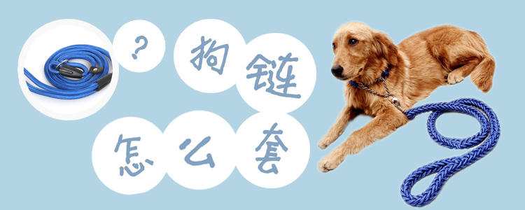 狗鏈怎么套
