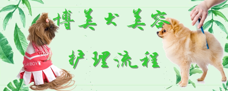 博美犬美容護(hù)理流程