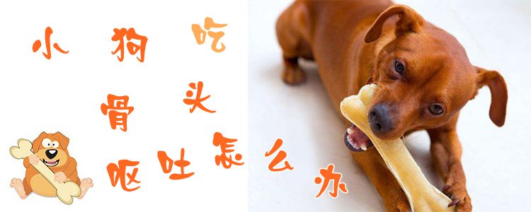 小狗吃骨頭嘔吐怎么辦