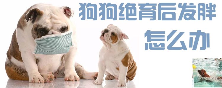 狗狗絕育后發(fā)胖怎么辦