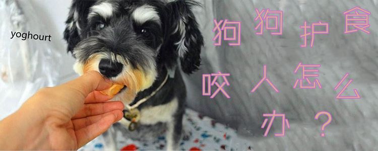 狗狗護(hù)食咬人怎么辦