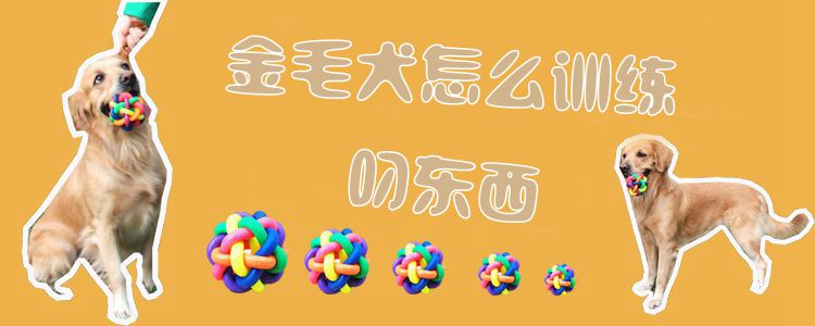 金毛犬怎么訓(xùn)練叼東西