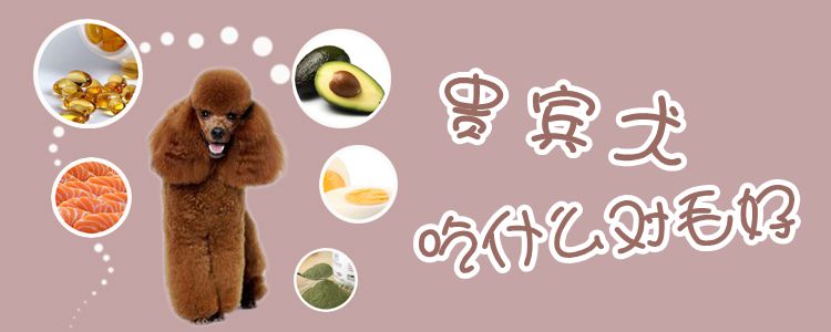 貴賓犬吃什么對毛好