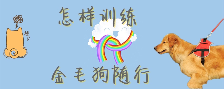 怎樣訓(xùn)練金毛狗隨行