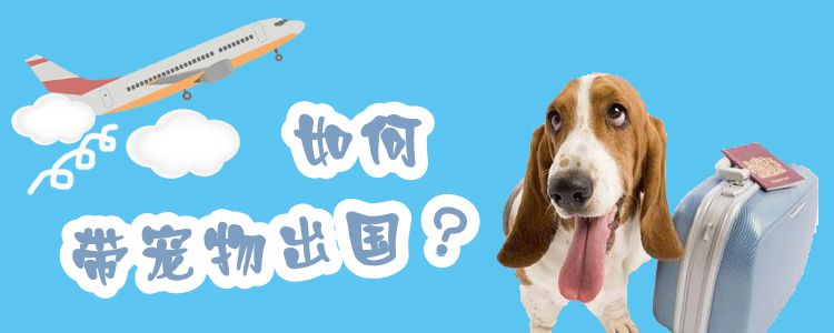如何帶寵物出國(guó)