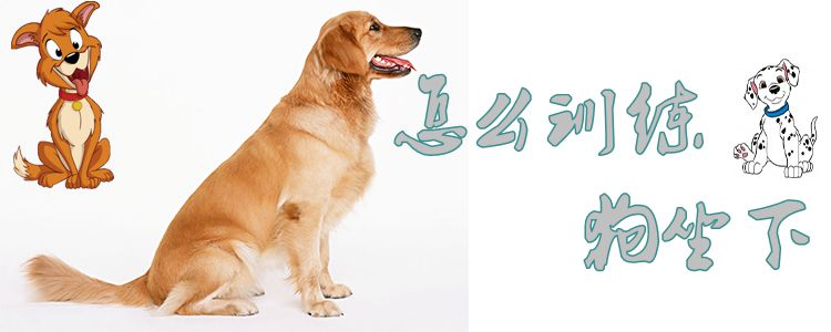 怎么訓(xùn)練狗坐下