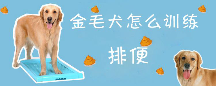 金毛犬怎么訓(xùn)練排便