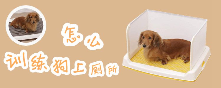怎么訓(xùn)練狗上廁所