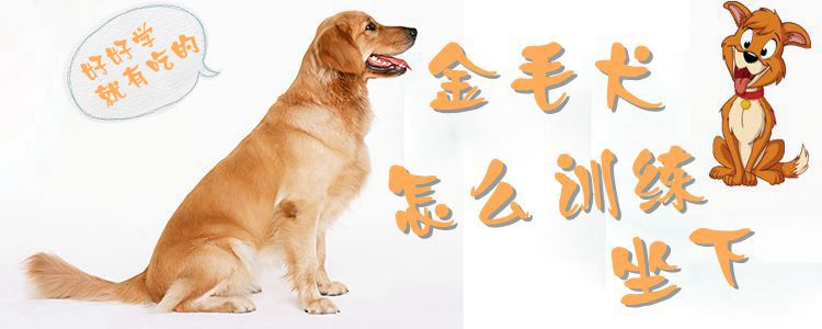 金毛犬怎么訓練坐下
