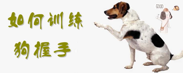 如何訓(xùn)練狗握手