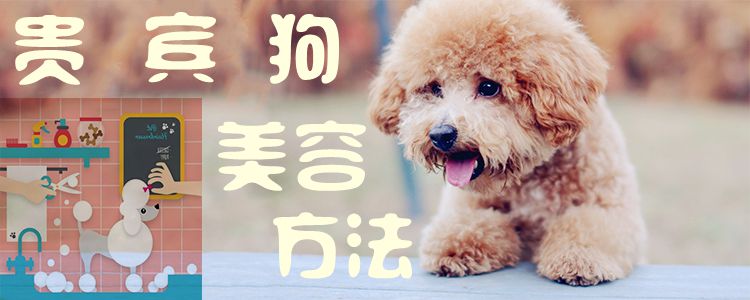 貴賓狗美容方法1