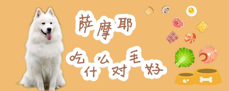 薩摩耶吃什么對(duì)毛好