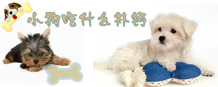 小狗吃什么補(bǔ)鈣