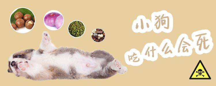 小狗吃什么會(huì)死