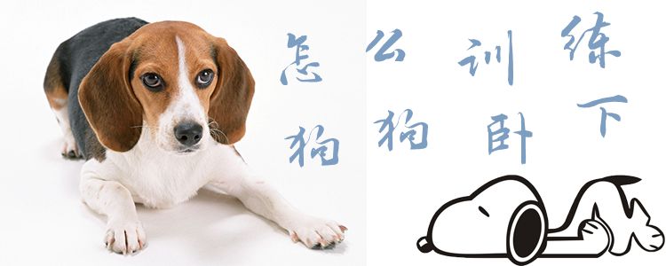 怎么訓(xùn)練狗狗臥下1