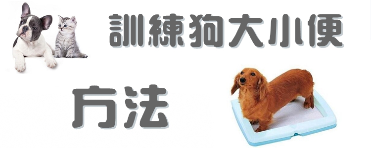 訓(xùn)練狗大小便方法