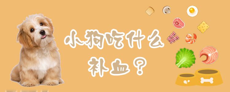 小狗吃什么補(bǔ)血