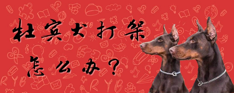 杜賓犬打架怎么辦
