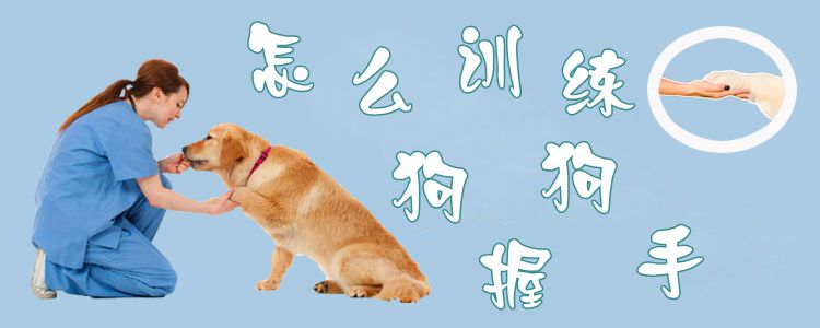 怎么訓(xùn)練狗狗握手1