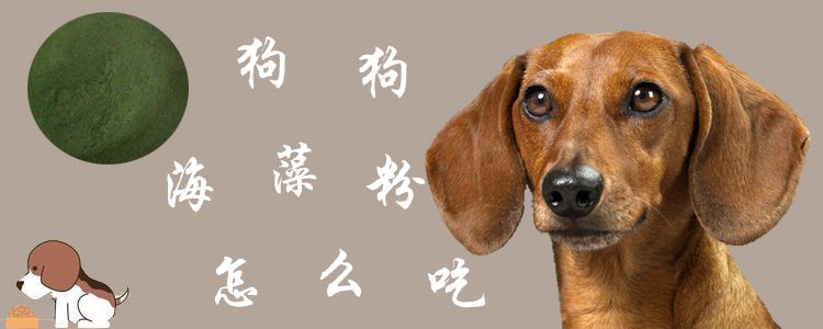 狗狗海藻粉怎么吃