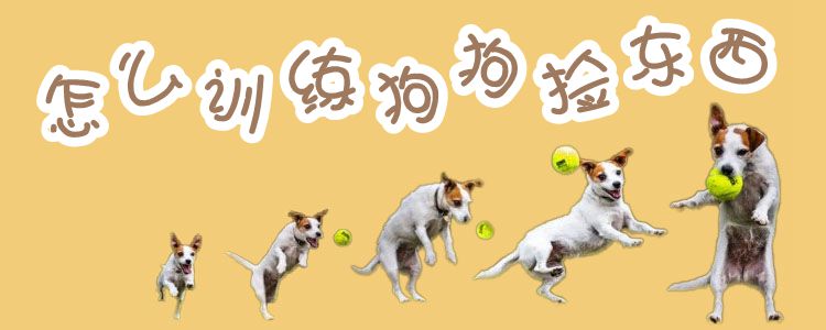 怎么訓(xùn)練狗撿東西1