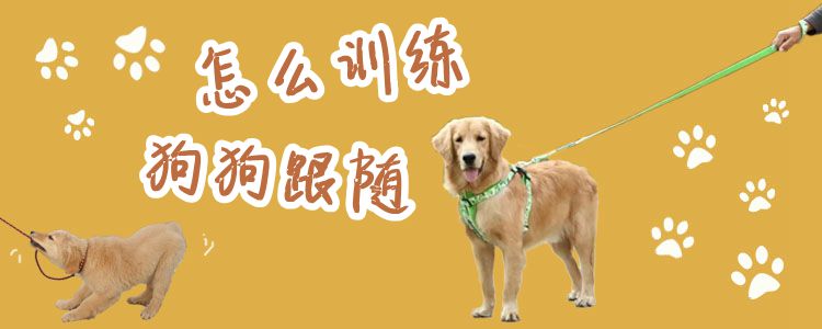 怎么訓(xùn)練狗狗跟隨
