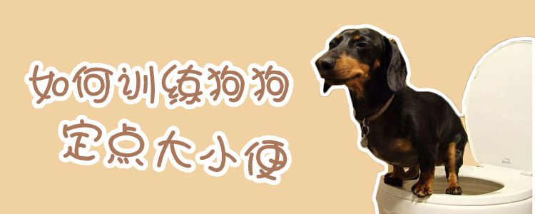 如何訓(xùn)練狗狗定點(diǎn)大小便