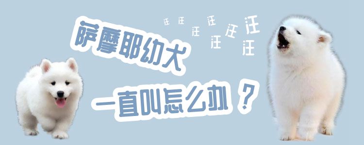 薩摩耶幼犬一直叫怎么辦