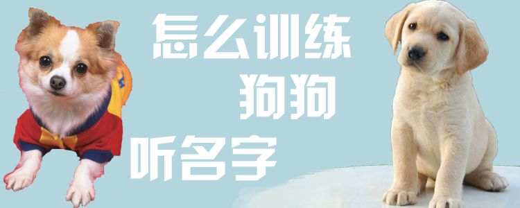 怎么訓(xùn)練狗狗聽名字