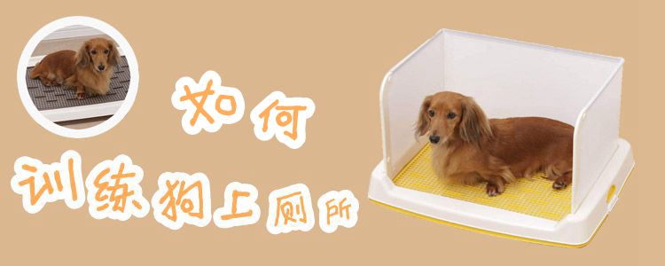 如何訓(xùn)練狗上廁所