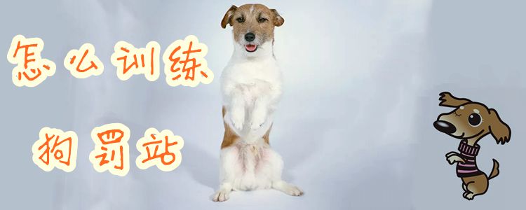 怎么訓(xùn)練狗罰站