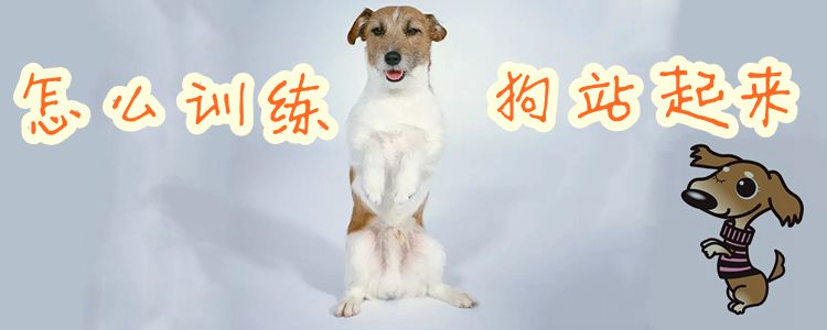 怎么訓(xùn)練狗站起來(lái)