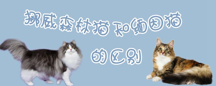 挪威森林貓和緬因貓的區(qū)別