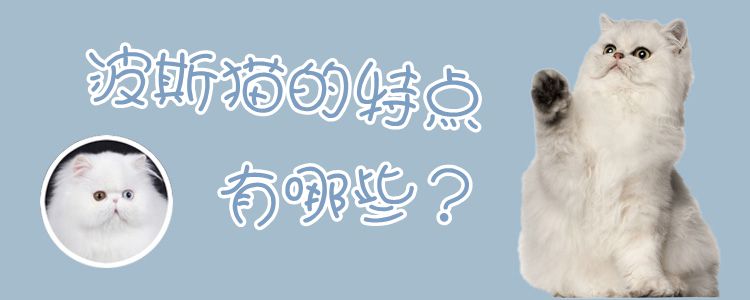 波斯貓的特點有哪些
