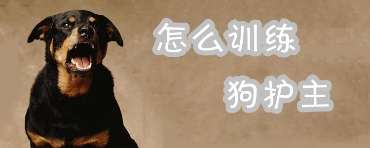 怎么訓(xùn)練狗護(hù)主